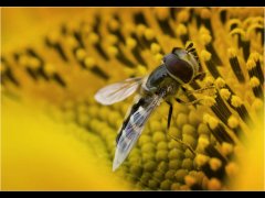 Des Hawley-Feeding Hoverfly-Commended.jpg